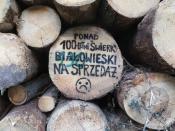 Wszyscy sfinansujemy nielegalne wycinanie Puszczy Białowieskiej